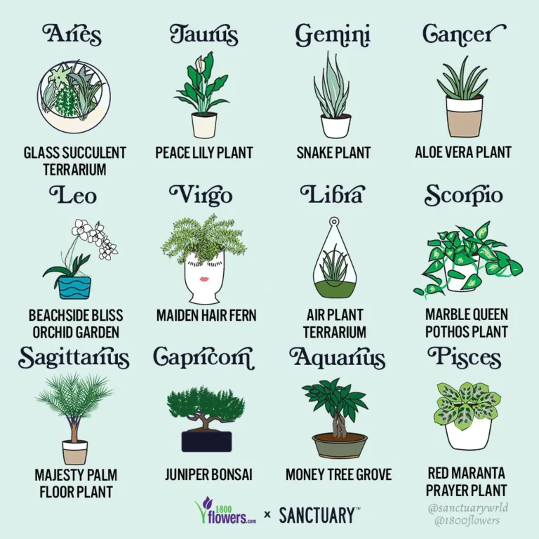 Which Plant Best Represents Your Zodiac Sign?